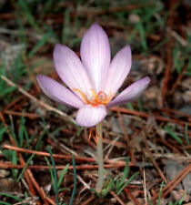 Croco zafferano crocus usato  Spedire a Italy