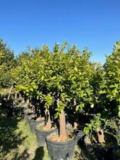 Zitronenbaum citrus lemon gebraucht kaufen  Miltenberg