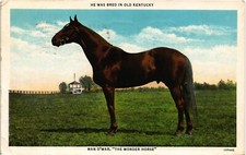man o war horse for sale man o war horse for sale Indianapolis