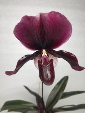 Rchidee paphiopedilum paph gebraucht kaufen Rchidee paphiopedilum paph gebraucht kaufen  Seligenstadt