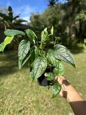 Monstera siltepecana rooted for sale  Inverness