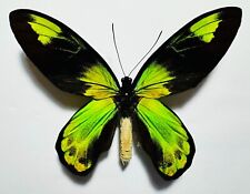 Amazing ornithoptera victoriae usato  Spedire a Italy