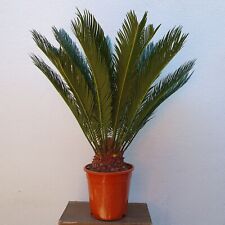 Cycas revoluta 70cm d'occasion  Nice-