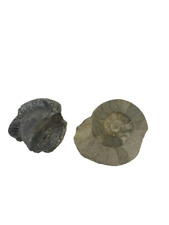 Fossil bundle ammonite for sale  STAFFORD