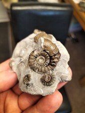 Androgynoceras maculatum brach for sale  REDCAR