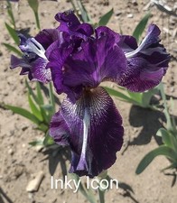 Tall bearded inky for sale  Anderson