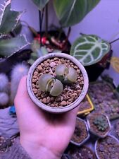 Zweiköpfige lithops lebende gebraucht kaufen  Saarbrücken