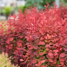 Orange rocket barberry for sale  Fort Smith
