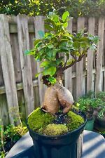 Primrue ficus bonsai for sale  Bonita Springs