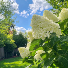 Hydrangea paniculata polar for sale  UK