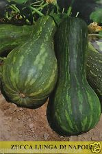 Semi zucca lunga usato  Roma