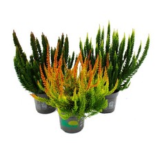 Calluna green nature gebraucht kaufen  Zweibrücken