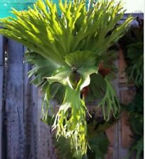 Staghorn fern fresh for sale  CAERNARFON