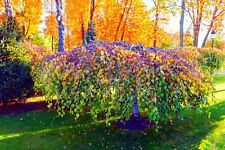 Weeping silver birch for sale  Russell