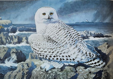 Snowy owl 1980s for sale  NELSON
