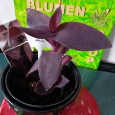 Tradescantia pallida purple gebraucht kaufen  Bückeburg