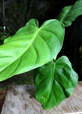 Philodendron dodsonii plant for sale  Hollywood