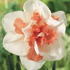 New double daffodil for sale  LONDON