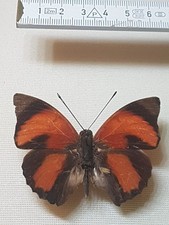 Agrias sahlkei männchen gebraucht kaufen  Halle