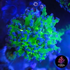 Stunning frogspawn coral for sale  STOCKPORT
