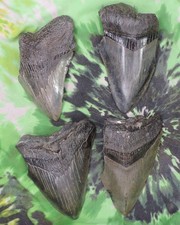 Megalodon sharks teeth for sale  Bloomsburg