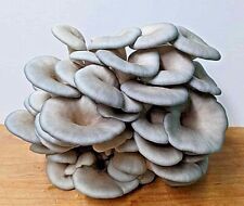 King blue oyster for sale  Bloomington