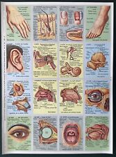 Planche pédagogie anatomie d'occasion  Saint-Léger-sur-Dheune