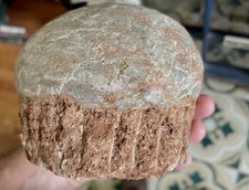 hadrosaur for sale hadrosaur for sale Ashland City