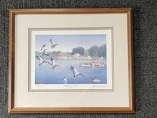Les kouba mallards for sale  Lebanon