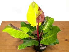 Philodendron yellow flame for sale  Winter Park