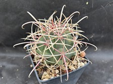 Ferocactus acanthodes eastwood usato  Massafra