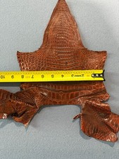 Real alligator hide for sale  Palm Harbor