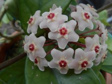 Hoya carnosa fiore usato  Lunamatrona
