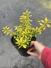 Escallonia gold carpet for sale  STOKE-ON-TRENT