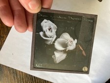White rose flower for sale  NORWICH