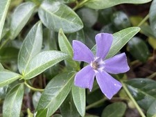 100 vinca minor for sale  Colts Neck