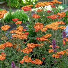 Achillea walther funcke for sale  GLASGOW
