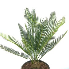 Dioon angustifolium 8cm usato Dioon angustifolium 8cm usato  Napoli