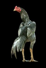 Brasilian aseel asil for sale  BEDFORD