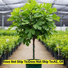Celeste fig tree for sale  Vero Beach