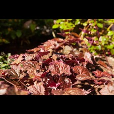 Heuchera micrantha cherry gebraucht kaufen  Deutschland