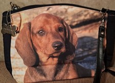 Sweet little dashund for sale  Columbia