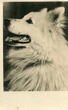 Dog d'occasion  Expédié en Belgium