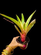 Rare neoregelia cruenta for sale  San Juan