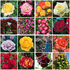 Rose garden plants for sale  MELTON MOWBRAY