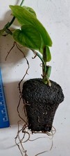 Monstera dubia shingling for sale  WELWYN GARDEN CITY