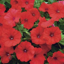 Surfinia trailing petunias for sale  UK