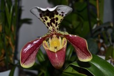 frauenschuh orchidee gebraucht kaufen frauenschuh orchidee gebraucht kaufen Celle