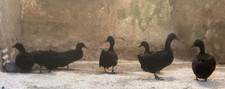 Cayuga duck fresh for sale  BALLYMENA