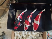Model koi carp for sale  WORCESTER PARK